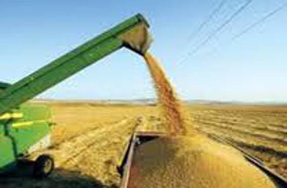 Récolte céréalière : 400 000 quintaux attendus dans la zone saharienne de Khenchela