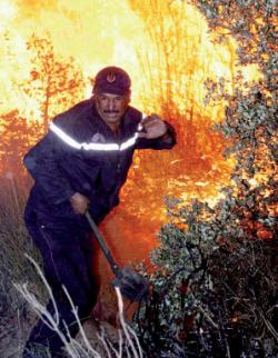 ألسنة النيران تتلف 335 هكتارا بجاية /