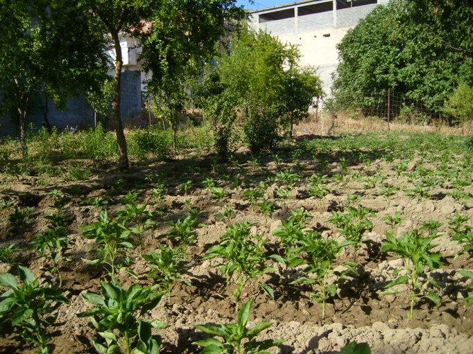 Que faire une fois en retraite '