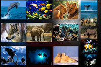 La défense des animaux  menacés d'extinction