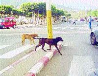 Plus de 3000 chiens errants abattus à Tizi Ouzou