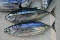 Mostaganem : Le retour de la bonite