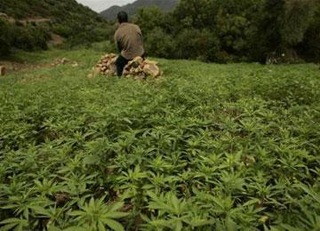 12 سنة سجنا لزارعي القنب الهندي ببجاية موّلوا عصابة ترويج المخدرات بشاطئ “لاسيكا