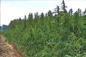 أربعة شبان متورطون في زراعة القنب الهندي ببجاية