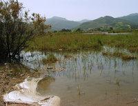 Zone humide de Tamelaht à Béjaïa : Une réserve naturelle menacée