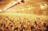 Complexe avicole carravic de Bouira : L'entreprise au bord de la faillite