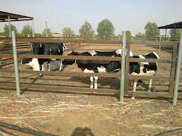 الجزائر تحاول نقل التجربة الهولندية في تربية الأبقار