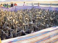 Baguage de poussins flamants roses : Record à la Sebkha d'Ezzemoul