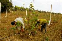 Déficit en irrigation à Djelida (Aïn Defla) : Des agriculteurs tirent la sonnette d'alarme