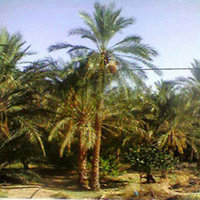 Absence flagrante de dattes sur les étals