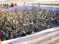 Baguage de poussins flamants roses : Record à la Sebkha d'Ezzemoul