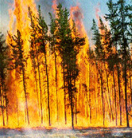 Incendies de Tikjda : Le singe magot n'a plus où s'accrocher