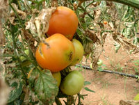 C'est la mineuse qui rend les tomates si moches