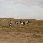 Deux tribus s’entredéchirent à Tiaret