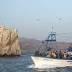 GHAZAOUET : Des Italiens pour le développement de la pêche artisanale