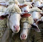 2e édition de la Foire de l’agriculture