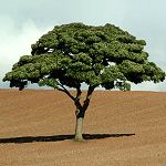 Journée de l’arbre : 1200 plants seront mis en terre
