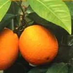 BOUMERDES : Un partenariat pour la culture des agrumes