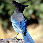 BATNA : L’ornithologie à l’aube au 3ème millénaire.