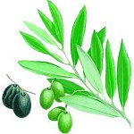 JIJEL : L’olive n’est pas encore bien huilée