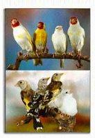 Bande frontalière algéro-marocaine : Un millier de  chardonnerets saisis