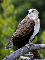 Découverte d'un nid à Chréa