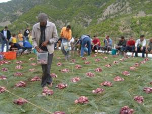 Louziaa à Krima et à Aghlad