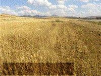 Sidi Bel Abbès : Récolte céréalière exceptionnelle