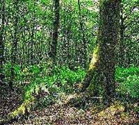 Une réserve pastorale de 120 000 ha à Sidi Bel Abbès