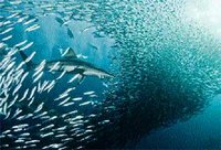 Conférence internationale de la pêche : Des règles difficiles à appliquer en Algérie