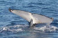 Huit Algériens apprennent à protéger les cétacés