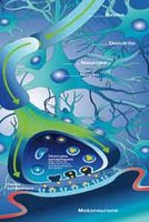 {« Au carrefour des réseaux protéiques complexes »}