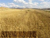 Sidi Bel Abbès : Récolte céréalière exceptionnelle