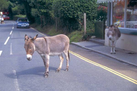 غلق الطريق بالحمير في ميلة