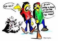 Quelle solution pour les animaux errants '