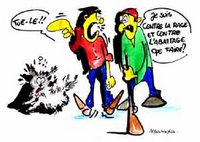 Quelle solution pour les animaux errants '