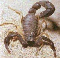 2e Symposium sur l'envenimation scorpionique à El Oued : Plus de 50 000 piqûres par an enregistrées