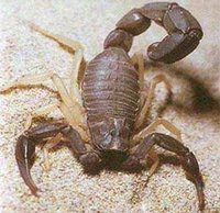 2e Symposium sur l'envenimation scorpionique à El Oued : Plus de 50 000 piqûres par an enregistrées