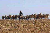 Djelfa : La solitude des éleveurs