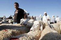 Hassi Bahbah, la bourse du mouton