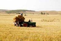 Filière céréaliculture à Médéa : Un bilan mi-figue, mi-raisin