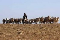 Djelfa : La solitude des éleveurs