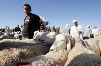 Hassi Bahbah, la bourse du mouton