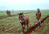 Campagne labours-semailles : 50 000 hectares concernés