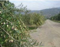 Agriculture à Béjaïa : La filière oléicole veut se moderniser