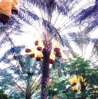 Les agriculteurs s'inquiètent Sidi Okba (Biskra)