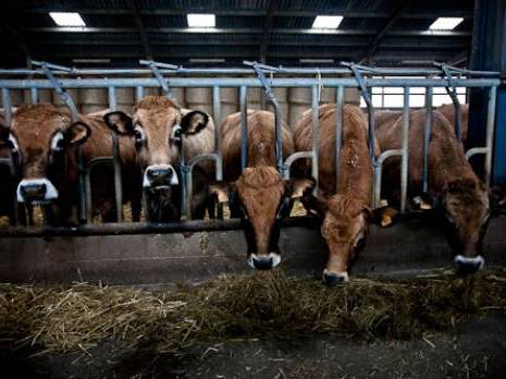 Elevage de bovins laitiers : 