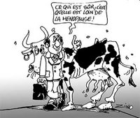 Filière lait dans la wilaya de Blida : Les éleveurs mis à mal