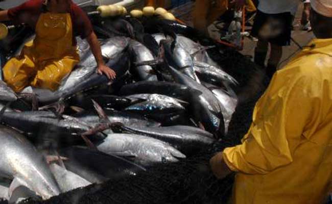 Cinq thoniers pour réaliser le quota de thon rouge attribué à l'Algérie