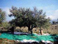 Cueillette des olives à Ouled Salah (El Milia) : Retour aux sources